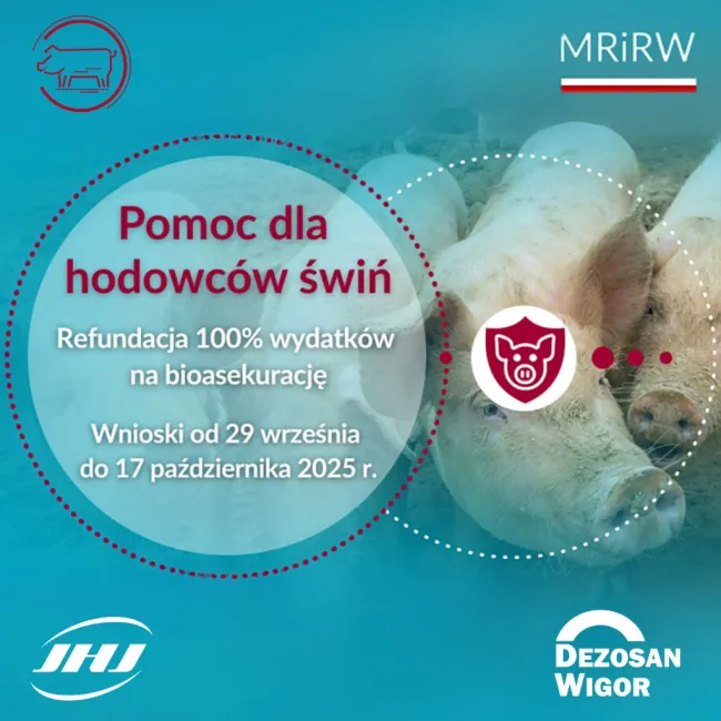 🐖❗️D̲e̲z̲o̲s̲a̲n̲ ̲W̲i̲g̲o̲r̲ ̲z̲ ̲r̲e̲f̲u̲...