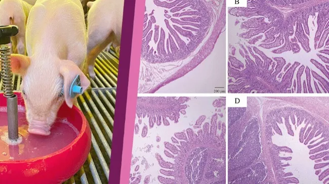 Isotonic Protein Solution Supplementation Enhances Growth Performance, Intestinal Immunity, and Beneficial Microbiota in Suckling Piglets.