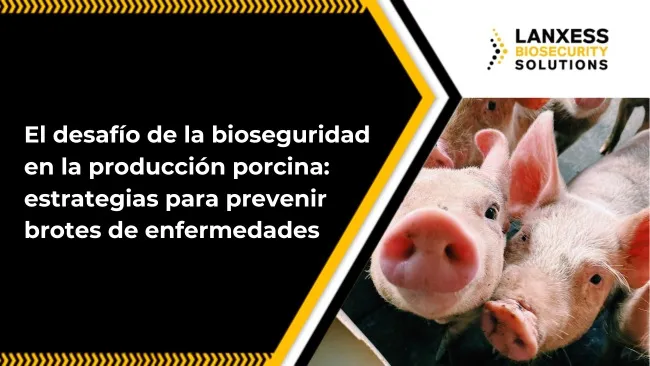 Brotes de enfermedades en la granja porcina: ¿Qué falló?