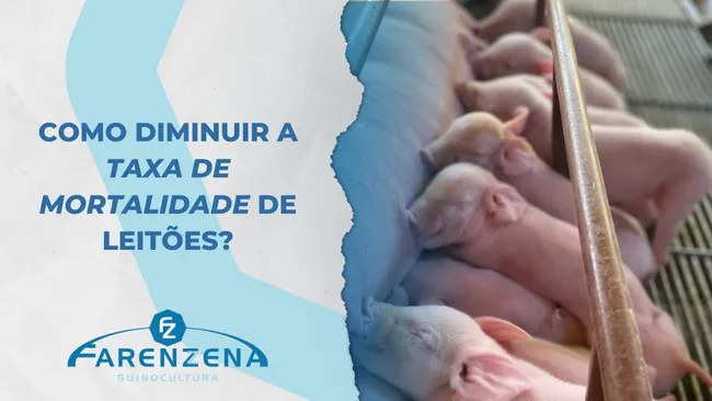 Como diminuir a taxa de mortalidade de leitões?