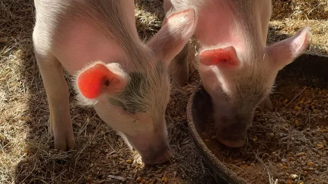 Incrementar el creep feeding en lechones lactantes usando Weanex® NEO