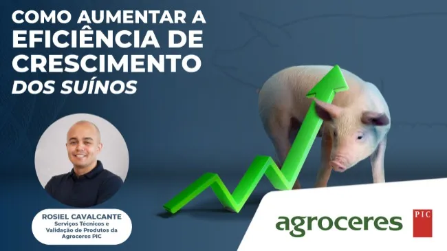 Como aumentar a eficiência de crescimento dos suínos