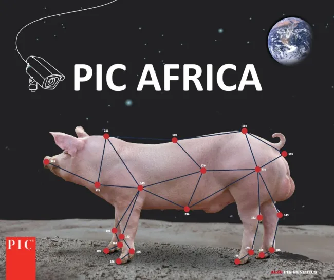 PIC South Africa Announces Name Change to PIC Africa