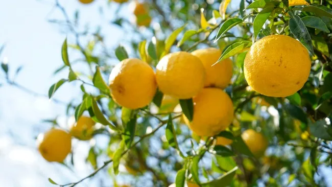 Suplementación con flavonoides cítricos como alternativa para reemplazar el óxido de zinc en dietas de lechones destetados.