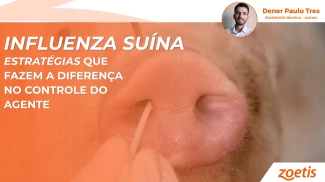 Influenza suína: Quais são as estratégias que fazem a diferença no controle do agente