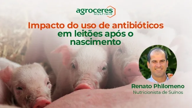 Impacto do uso de antibióticos em leitões após o nascimento