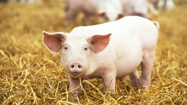 Efectos de la inclusión de dosis crecientes de estevia y neohesperidina dihidrochalcona sobre la preferencia alimentaria en lechones jóvenes