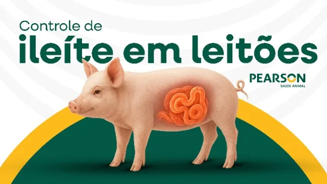 Controle da ileíte em leitões