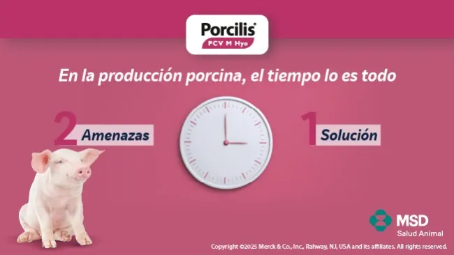 Porcilis® PCV M Hyo: Doble protección, un manejo más simple