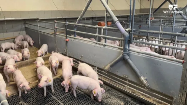 Exploring Alternative Pig Housing Systems in Austria with the OneWelPig Project
