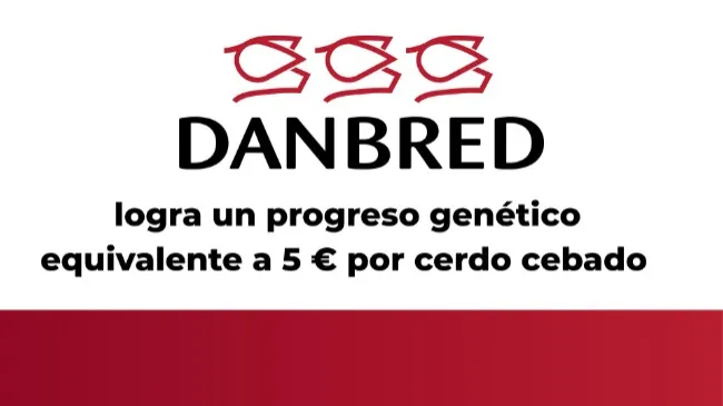 DanBred logra un progreso genético equivalente a 5 € por cerdo cebado 