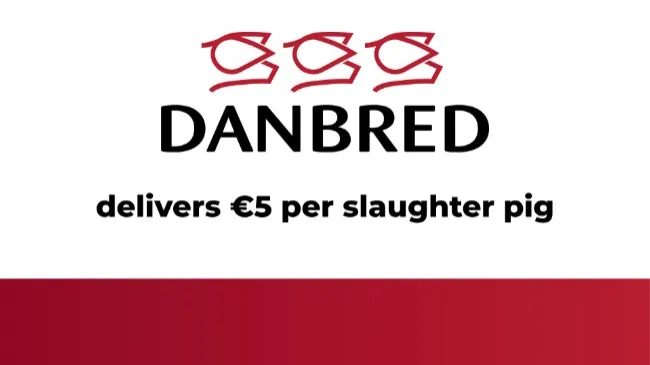 DanBred delivers €5 per slaughter pig