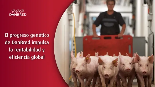 DanBred lidera la productividad porcina mundial con un avance de USD 5,5 por cerdo