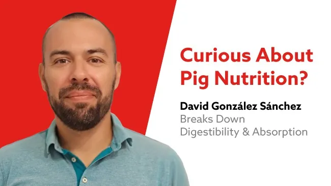 Digestibility vs. Absorption: Understanding Nutrient Utilization in Pigs