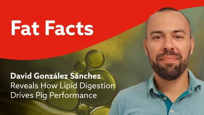Lipid Digestion in Pigs: Key insights