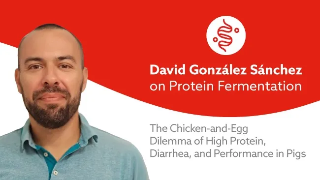 Protein Fermentation in Pigs