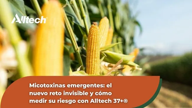 Micotoxinas emergentes: ¿Qué sabemos hasta ahora?