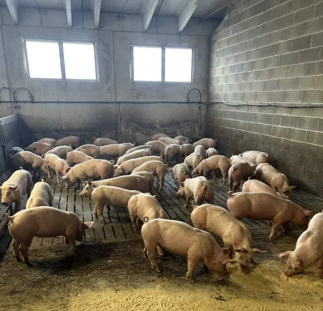 Eccoli arrivati anche per questa settimana direttamente dalla Danimarc...