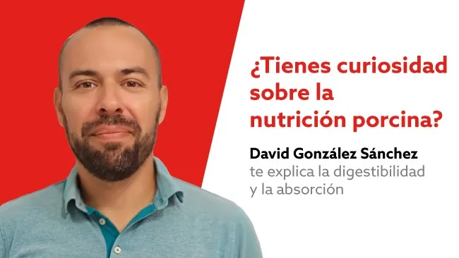 Digestibilidad vs. Absorción: Comprendiendo la Utilización de Nutrientes en Cerdos