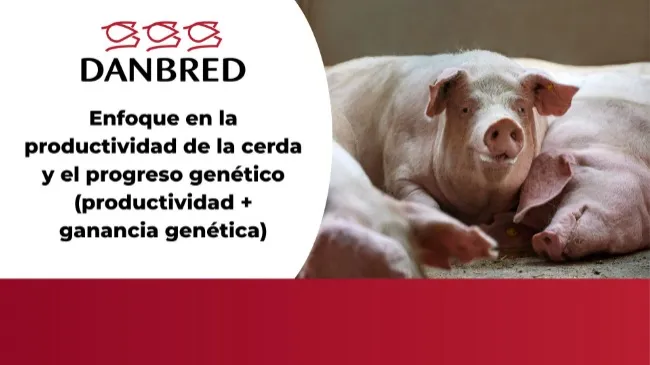 Enfoque en la productividad de la cerda y el progreso genético (productividad + ganancia genética)