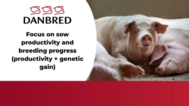 Focus on sow productivity and breeding progress (productivity + genetic gain)