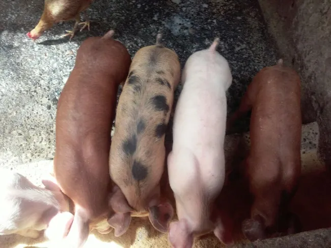 trabajo con animales de pura calidad 