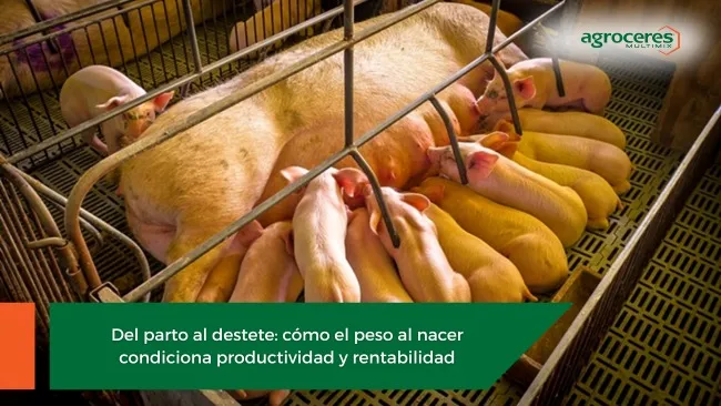 Peso al nacer y el sesgo de la hiperprolificidad