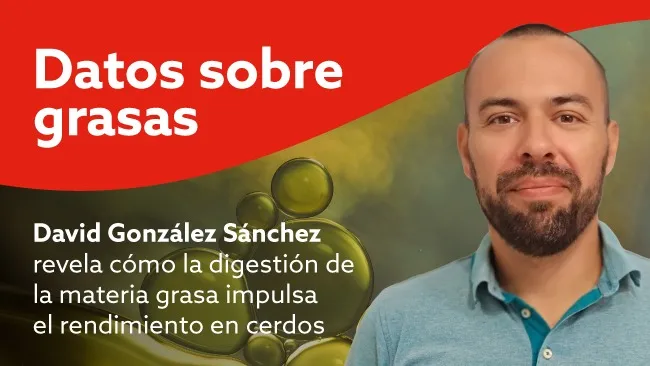 Digestión de Lípidos en Cerdos: Aspectos Clave