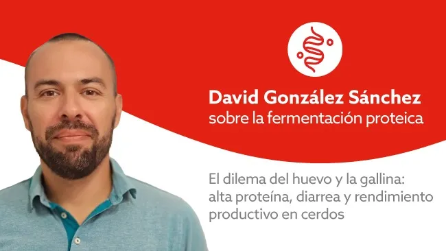 Fermentación de Proteínas en Cerdos