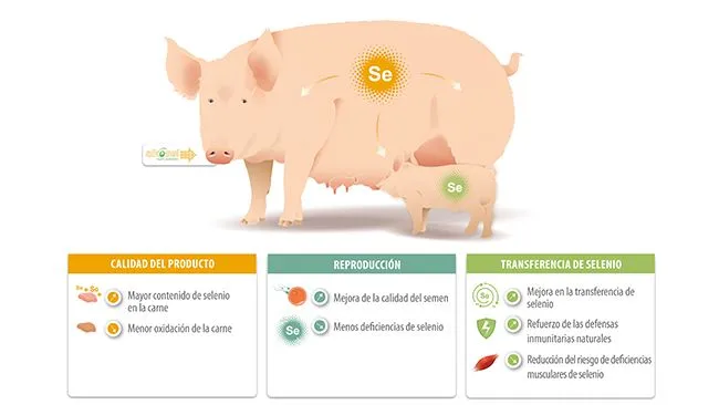 La levadura inactivada enriquecida con selenio orgánico, ALKOSEL, es ...