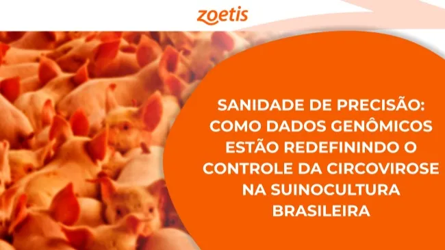 Sanidade de Precisão: como dados genômicos estão redefinindo o controle da circovirose na suinocultura brasileira