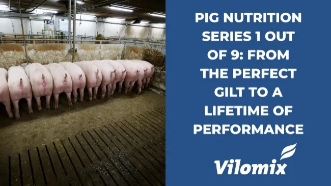 Pig nutrition series 1 out of 9: From the perfect gilt to a lifetime of performance