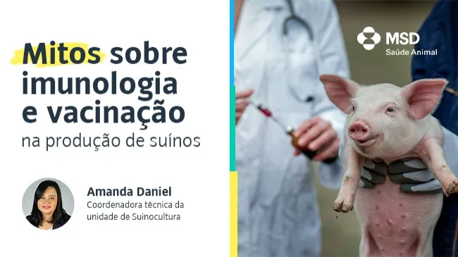 Conheça os principais mitos da imunologia e vacinação na produção de  suínos