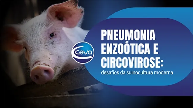 Pneumonia enzoótica e circovirose: desafios da suinocultura moderna