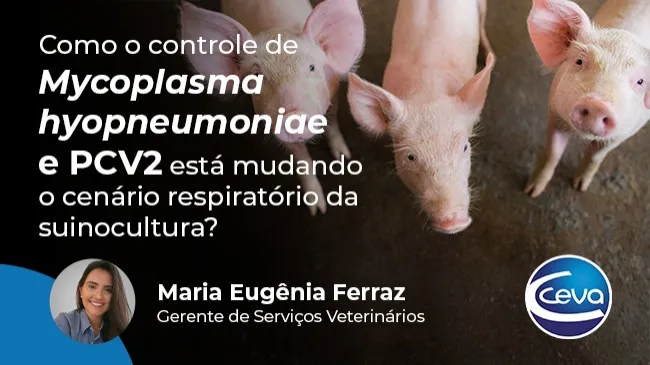 Como o controle de Mycoplasma hyopneumoniae e PCV2 está mudando o cenário respiratório da suinocultura?