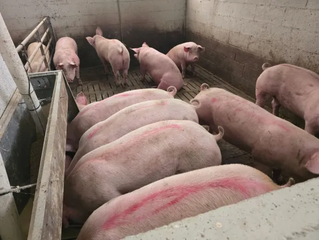 Splendidi magroni direttamente dalla Danimarca! 🇩🇰🐷🇮🇹