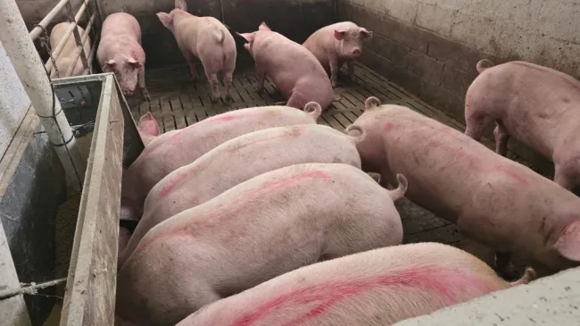 Splendidi magroni direttamente dalla Danimarca! 🇩🇰🐷🇮🇹