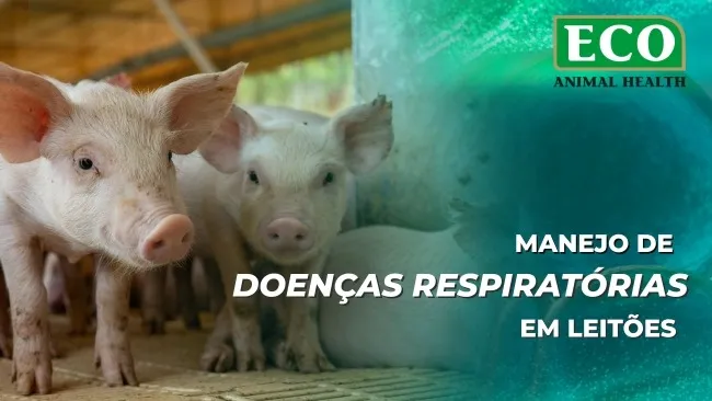Novas perspectivas sobre o uso do AIVLOSIN no manejo  de doenças respiratórias em leitões