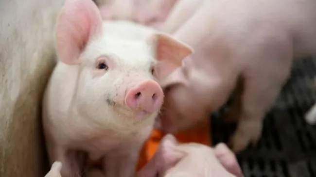 Proteger a los cerdos contra las micotoxinas en la alimentación animal