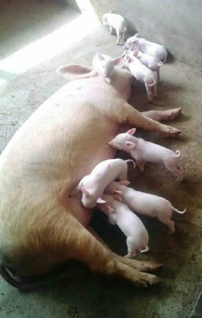 my pigs