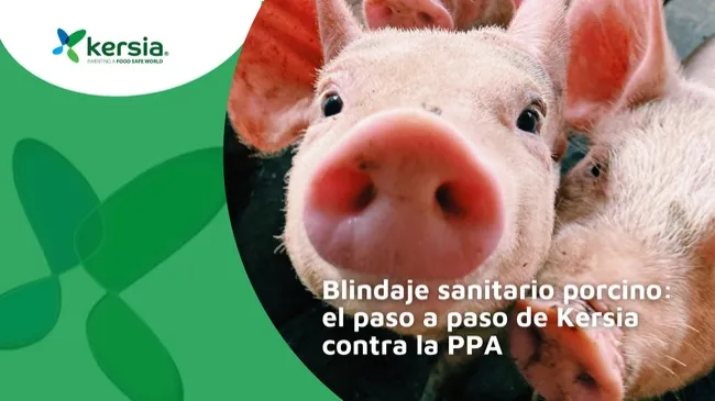 PPA bajo control: protocolo integral de Kersia para granjas porcinas