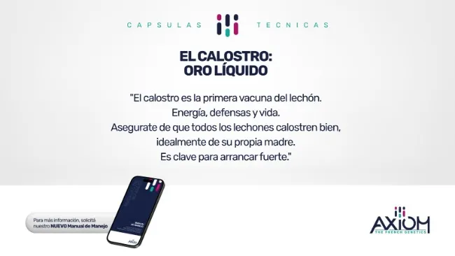 El calostro: la dosis de inmunidad más poderosa que recibe un lechón en su vida.