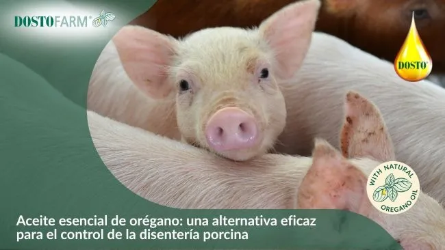 Control de disentería porcina con aceite esencial de DOSTO® Orégano