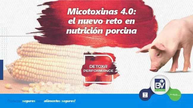 Micotoxinas 4.0: el nuevo reto en nutrición porcina
