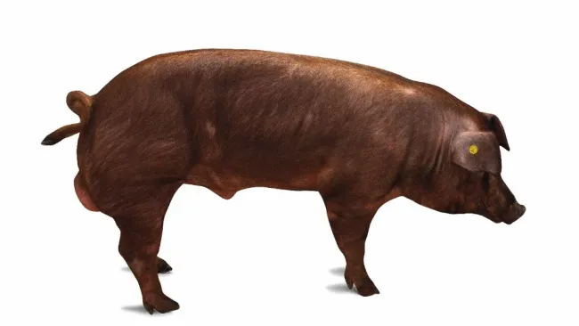 🔥 Verro FA della Settimana: STINFALO – Duroc Italiana