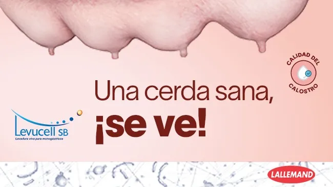Estrategia probada para el bienestar digestivo y el rendimiento óptimo en cerdas