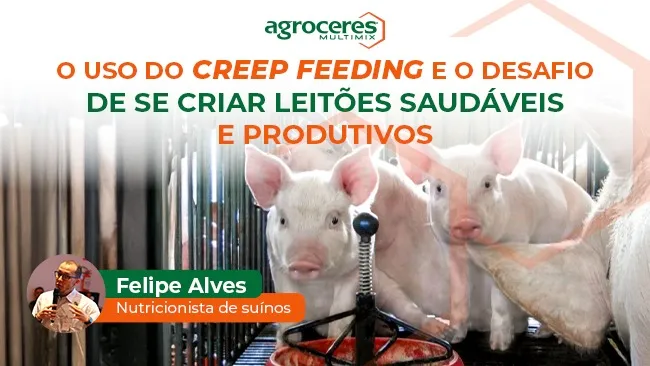 O uso do creep feeding e o desafio de se criar leitões saudáveis e produtivos
