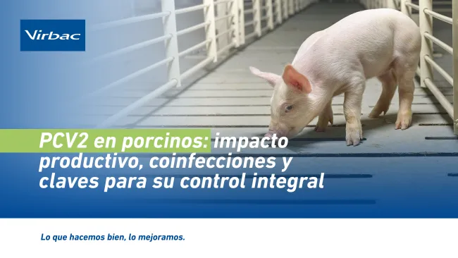 PCV2 en porcinos: impacto productivo, coinfecciones y claves para su control integral