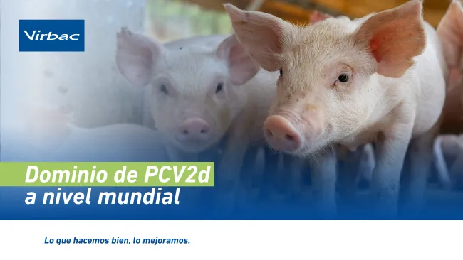 PCV2d: el genotipo dominante del circovirus porcino y su impacto en la sanidad moderna