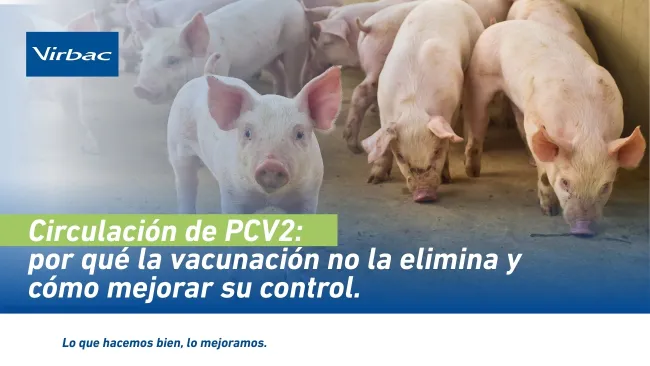 Por qué la vacunación no elimina la circulación de PCV2 y cómo mejorar su control en granja